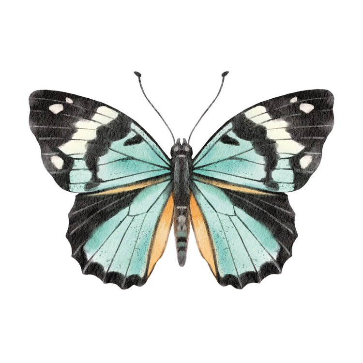 Adopt a Butterfly Charitable Donation Collection